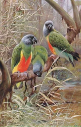 Senegalpapagei, Illustration aus Wildlife of the World, ca. 1910