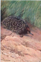 Ameisenigel, Illustration aus Wildlife of the World, ca. 1910
