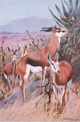 Springbock, Illustration aus Wildlife of the World, ca. 1910