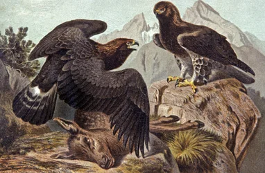 Der Königliche Adler