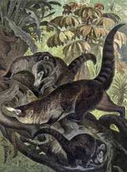 Weißnasen-Nasenbär