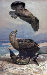 Seeadler, um 1910