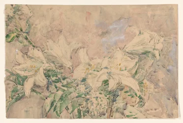 Lilien