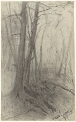 Bäume in einem Wald