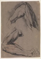 Anatomische Studie (Écorché). Zwei Studien eines gehäuteten linken Arms eines Mannes