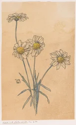 Weiße Margeriten