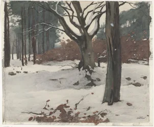 Bäume im Schnee