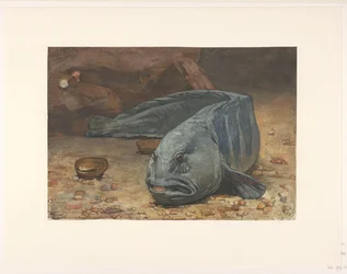 Seewolf auf dem Boden eines Aquariums