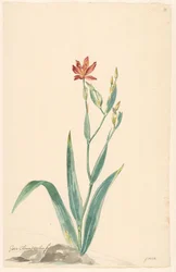 Leopardenblume in einer Landschaft