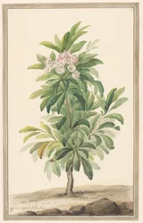 Schmalblättriger Löffelbaum in Landschaft (Kalmia Angustifolia)