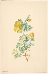 Zweig einer gelben Rose (Rosa Lutea)