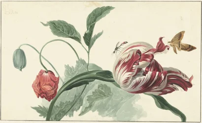 Tulpe und Mohnblume