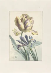 Tulpe und Iris
