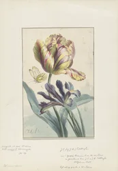 Tulpe und Iris