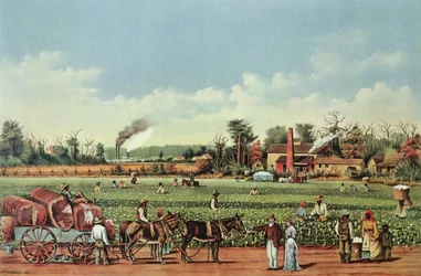 Eine Baumwollplantage am Mississippi - die Ernte