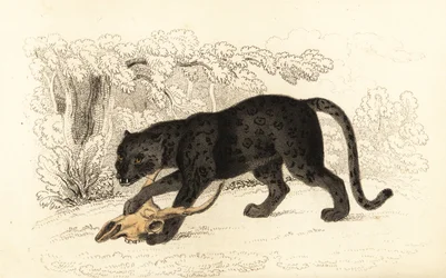 Schwarzer Jaguar, Panthera pardus (Gravur)