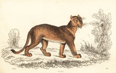 Puma, Puma concolor, 1834 (Gravur)