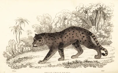 Jaguarundi, Puma yagouaroundi