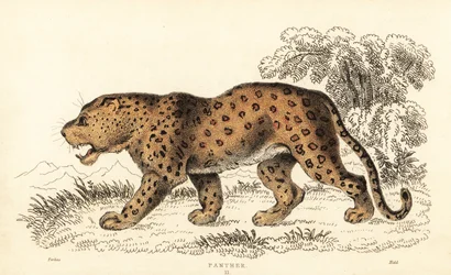 Leopard, Panthera pardus, gefährdet, 1834 (Gravur)