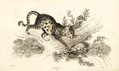 Margay, Leopardus wiedii, 1834
