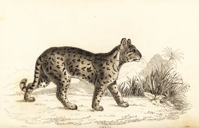Ozelot, Leopardus pardalis mitis, 1834