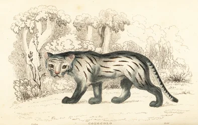 Pampaskatze oder Pantanal, Leopardus colocola, 1834