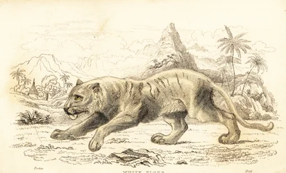 Weißer Tiger, Panthera tigris tigris, gefährdet, 1834 (Gravur)