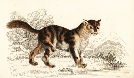 Wilde Schildpattkatze aus Südamerika, Felis catus, 1834 (Gravur)