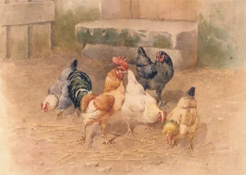 Hühner