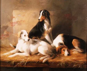 Drei Hunde in einem Stall