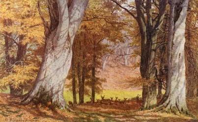 Die Wilberforce-Eiche, Holwood Park, Keston