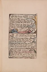 Lieder der Unschuld und Erfahrung, Platte 53, Mein hübscher Rosenbaum, Ach! Sonnenblume, Die Lilie