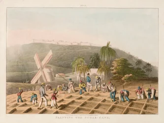 Zuckerrohrpflanzung, um 1820