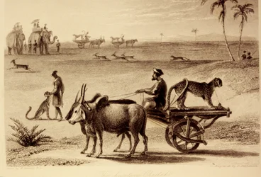 Die jagenden Geparden