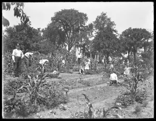 Kinder arbeiten im Schulgarten des Isham Parks, New York City, 16. August 1915