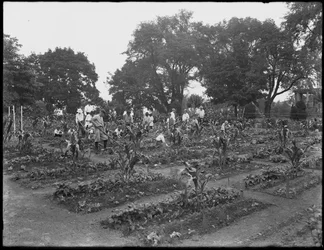 Kinder arbeiten im Schulgarten im Isham Park, New York City, 5. August 1914