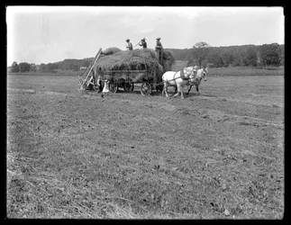 Landarbeiter laden Heu auf einen pferdegezogenen Heuwagen, McCready Farm, Crawford County, Pennsylvania, ca. 1913