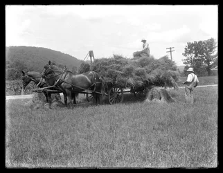 Zwei Männer laden Weizengarben auf einen Pferdewagen, wahrscheinlich die McCready-Farm, Crawford County, Pennsylvania, ca. 1913