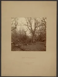 Wald von Fontainebleau