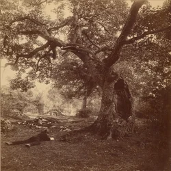 Wald von Fontainebleau