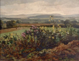 Wildblumen