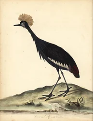Schwarze Kronenkranich, Balearica pavonina. Handkolorierte Kupferstichgravur einer Illustration von William Hayes und seinem Kind C aus Portraits of Rare and Curious Birds from the Menagery of Osterly Park