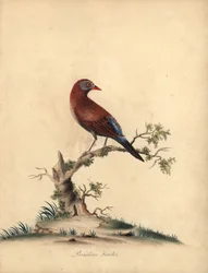 Blaukopfwachtel-Taube, Starnoenas cyanocephala. Gefährdet. (Blaukopf-Turteltaube oder -Taube, Columba cyanocephala) Handkolorierter Kupferstich einer Illustration von William Hayes aus Portraits of Rare and Curious Birds from the Menagery of Osterly Park
