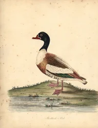 Brandgans, Tadorna tadorna. (Schildrake, Anas tadorna.) Handkolorierter Kupferstich einer Illustration von William Hayes aus Portraits of Rare and Curious Birds from the Menagery of Osterly Park (London: Bulmer)