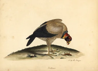 Königsgeier, Sarcoramphus papa. Handkolorierte Kupferstichgravur einer Illustration von William Hayes und seiner Tochter M (Matilda) aus Portraits of Rare and Curious Birds from the Menagery of Osterly Park