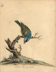 Gemalter Ammer, Passerina ciris, Weibchen. Handkolorierte Kupferstichgravur einer Illustration von William Hayes aus Portraits of Rare and Curious Birds from the Menagery of Osterly Park