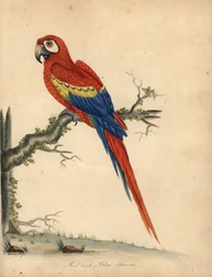 Scharlachara, Ara macao. Handkolorierte Kupferstichgravur einer Illustration von William Hayes und seiner Tochter Matilda aus William Hayes