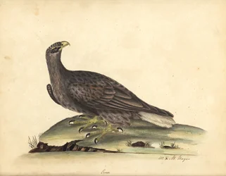 Seeadler, Haliaeetus albicilla (Erne, Aquila albicilla). Handkolorierter Kupferstich einer Illustration von William Hayes und seiner Tochter M (Matilda) aus Portraits of Rare and Curious Birds from the Menagery of Osterly Park, London: B