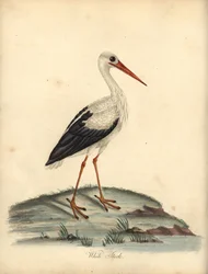 Weißstorch, Ciconia ciconia. Handkolorierte Kupferstichgravur einer Illustration von William Hayes und Matilda Hayes aus William Hayes