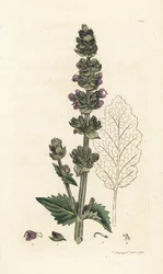 Wilder englischer Salbei, Salvia verbenaca. Handkolorierter Kupferstich von James Sowerby aus James Smiths English Botany, London